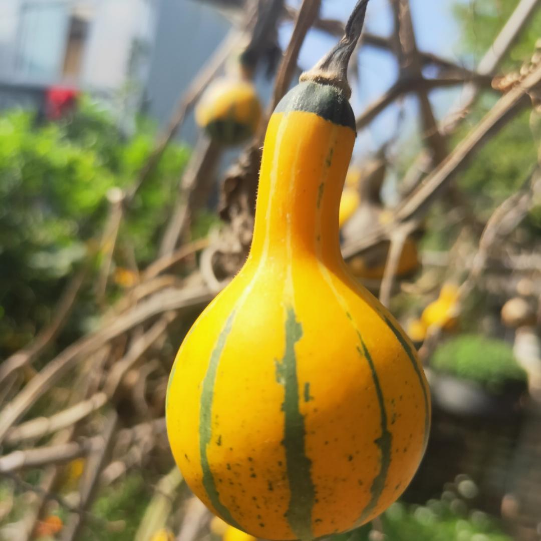 清风源