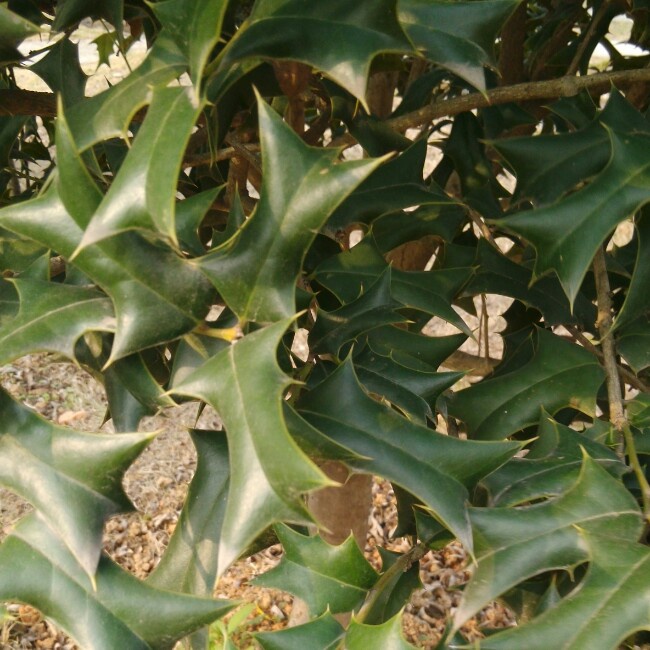 蜜糖滋滋