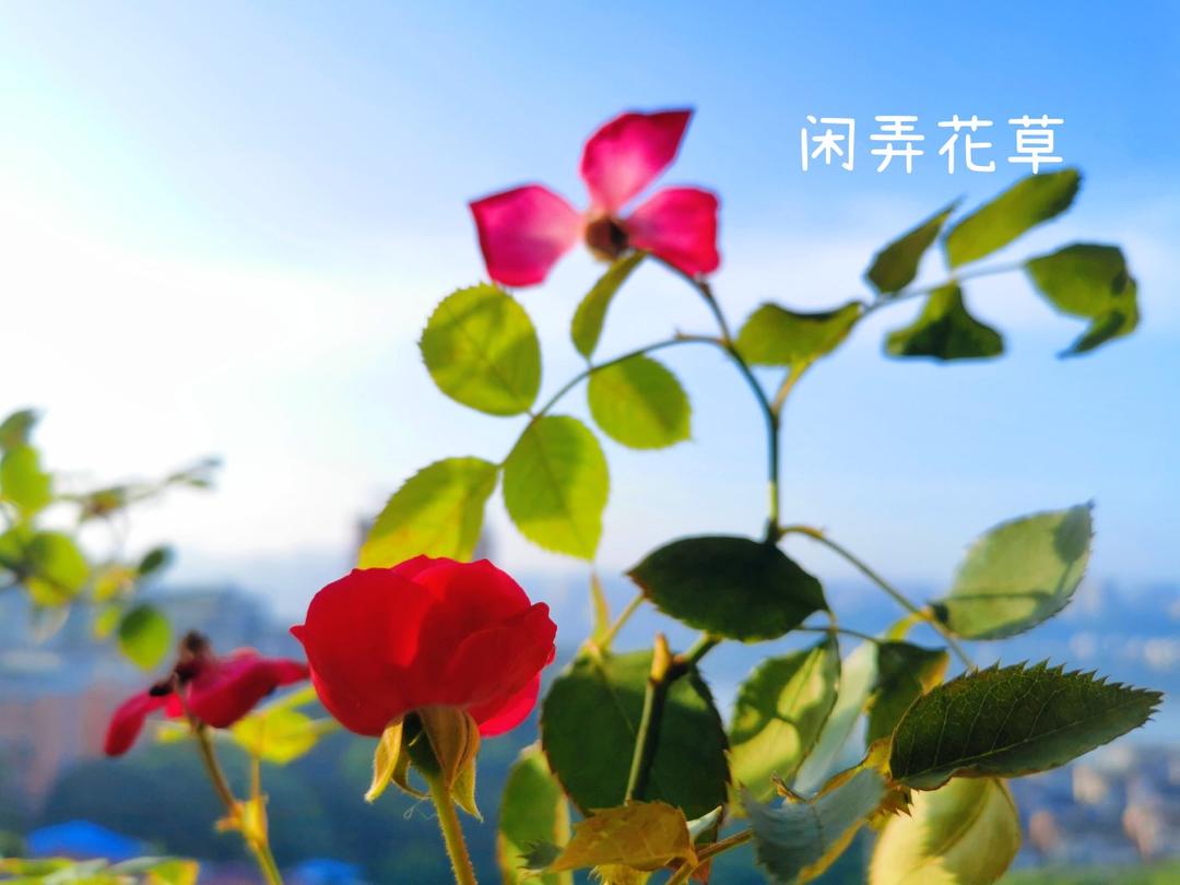 玫瑰花酱