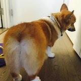 深爱着鱼丸的Olivia