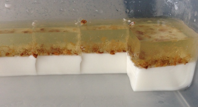 椰汁桂花水晶冻糕