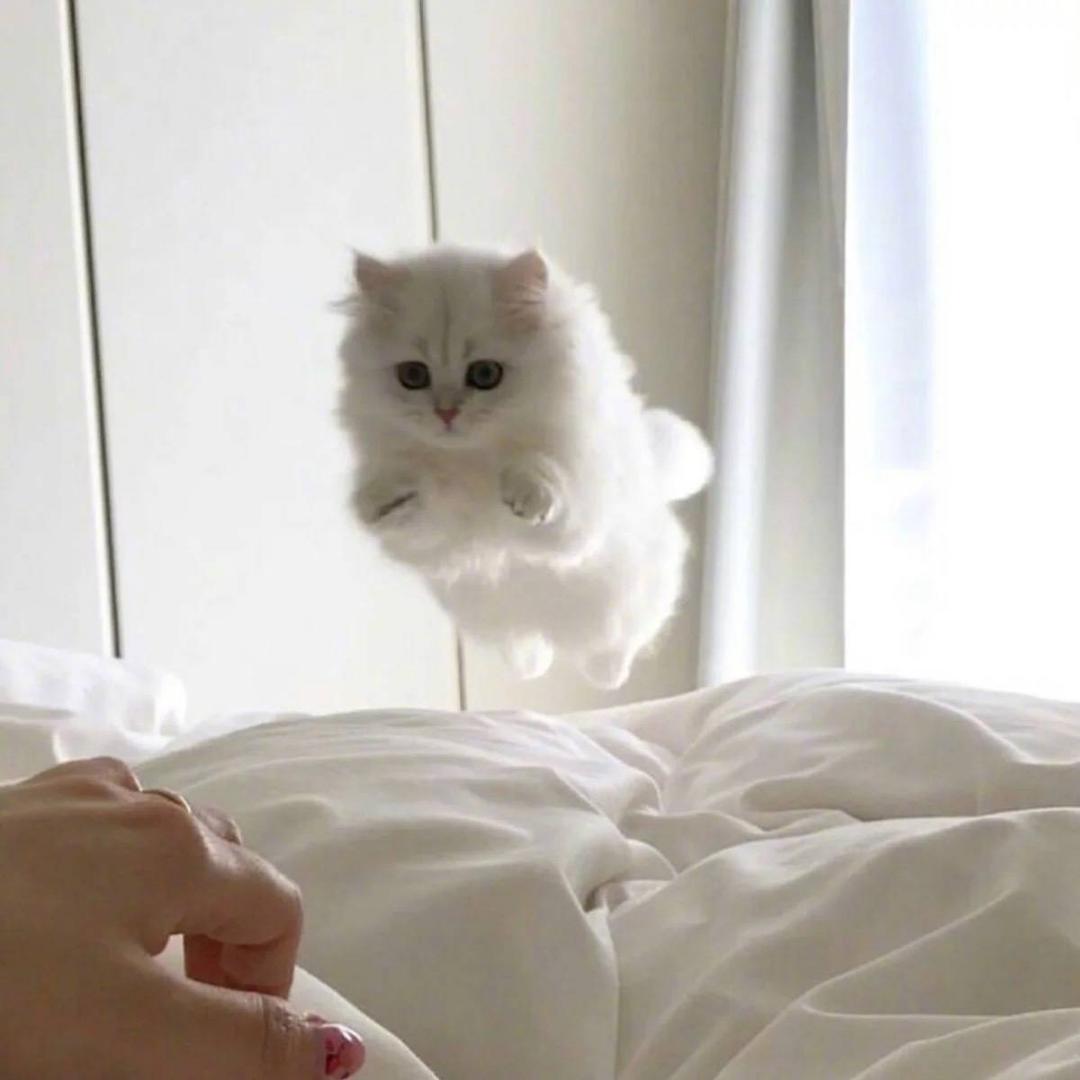 Peanut-cattery