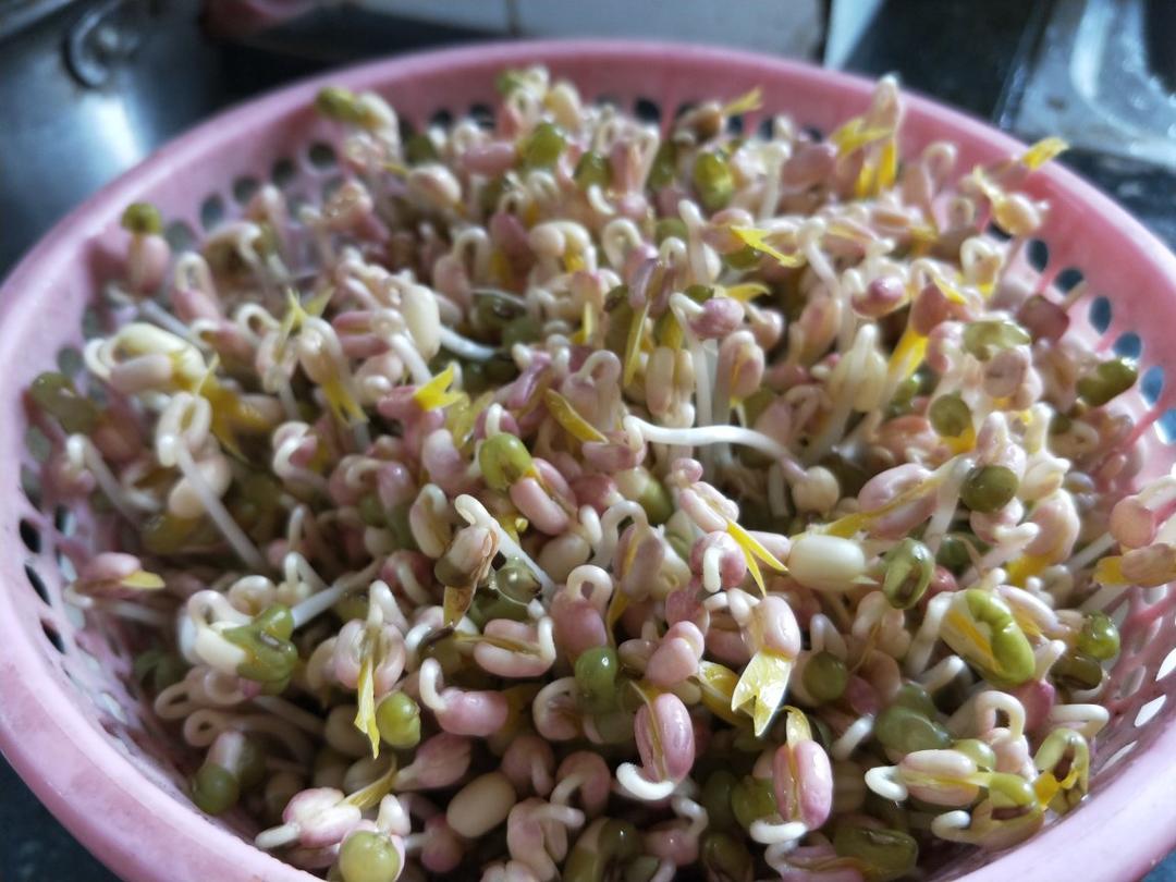 自发绿豆芽/自生豆芽/自制豆芽