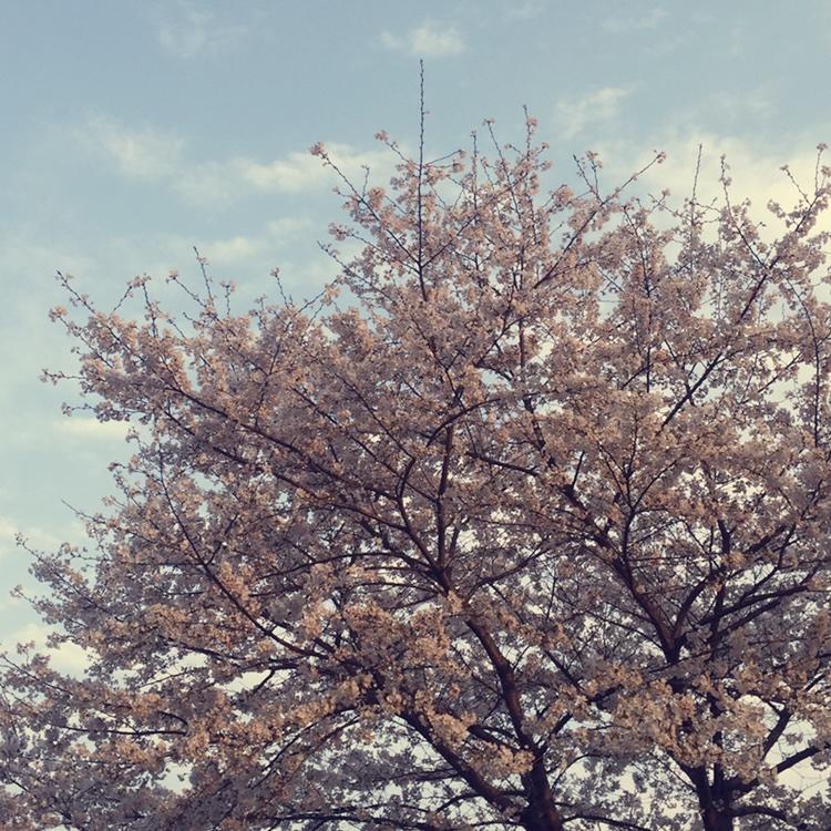 村里CBD