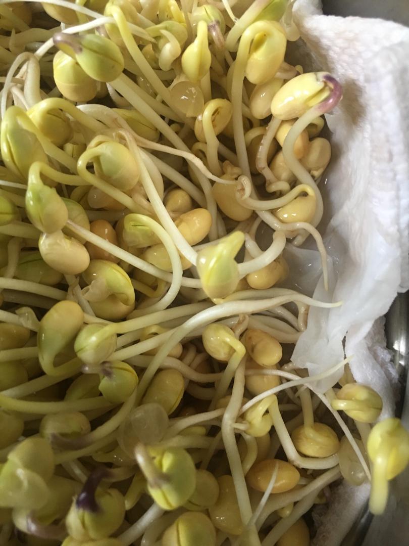 生绿豆芽的方法  有粗又脆