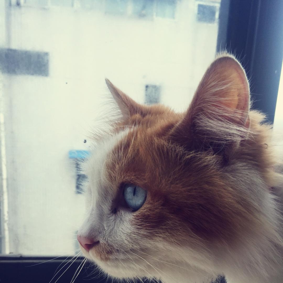 朱倬萱