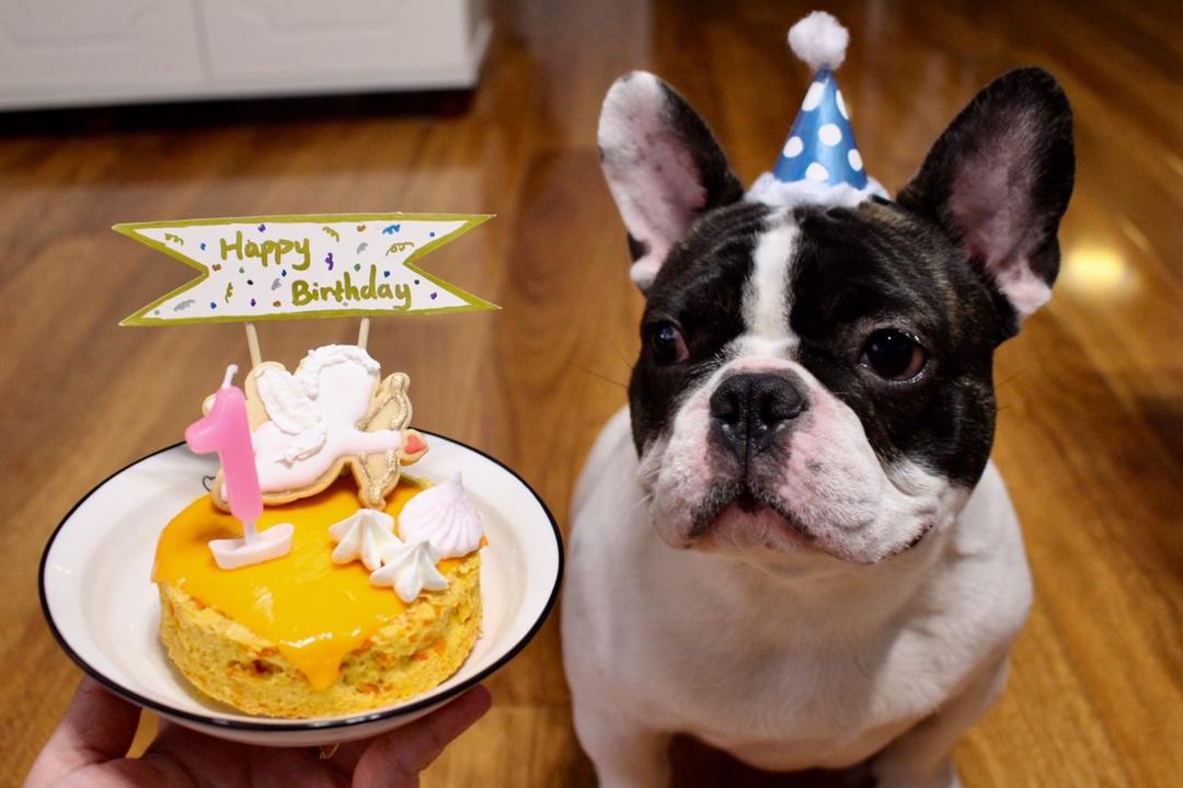 宠物蛋糕