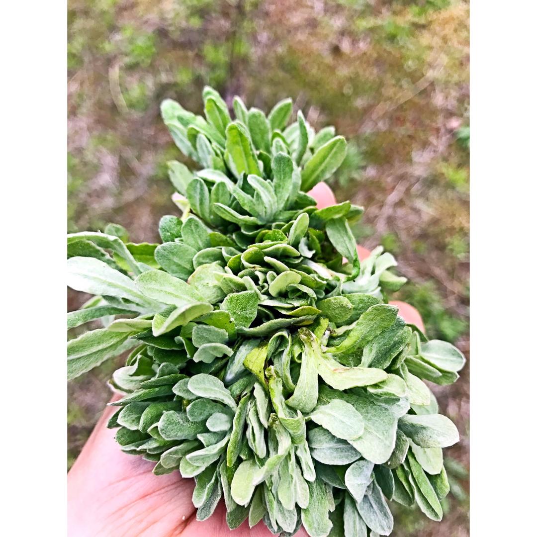 2017-04-03 15:10:58罗田软萩粑(软雀粑)软萩草,糯米粉,粘米粉,开水