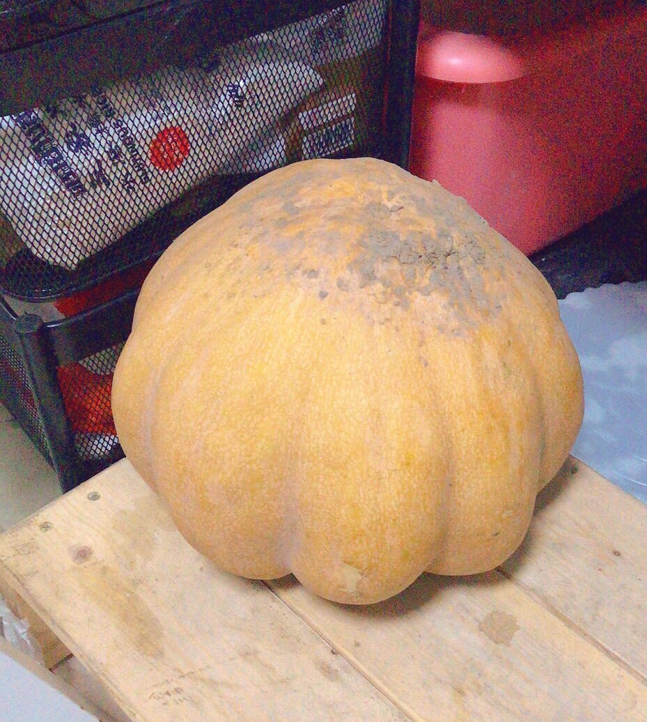 无懈可击零失败超简单南瓜饼