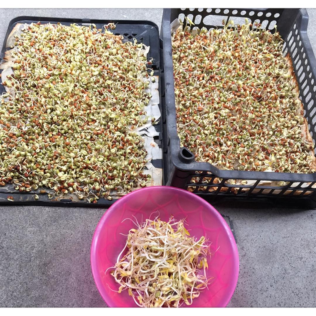 自发豆芽（可乐瓶发豆芽0失败！）