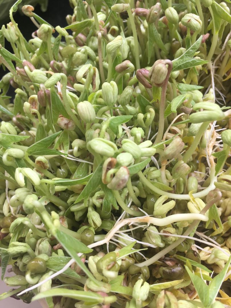 最简单的自发绿豆芽(无添加)