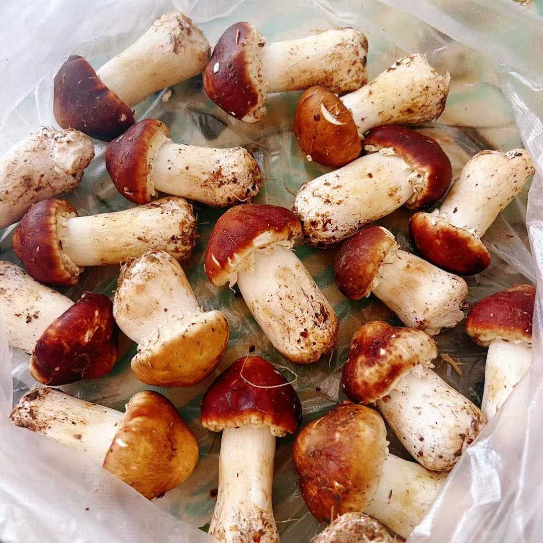 黄油香煎赤松茸的做法 步骤1