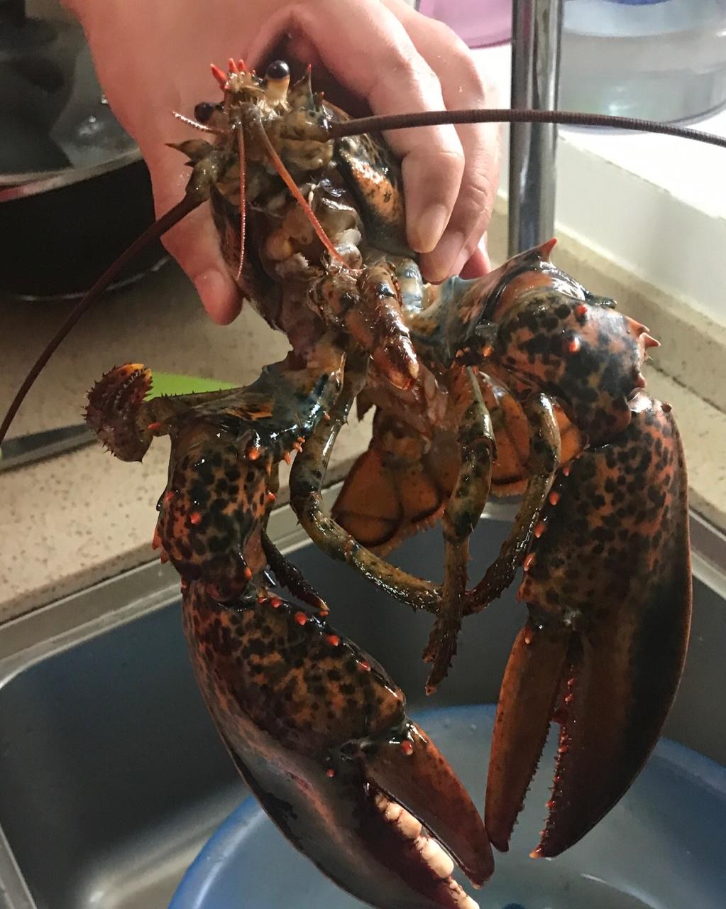 zero小雨做的蒜蓉蒸波士顿龙虾