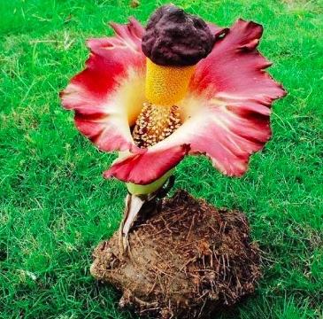 魔芋的前生今世 一 蒟蒻的做法步骤图 浆糊粽仁 下厨房