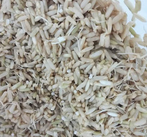 糙米发芽的做法 步骤8