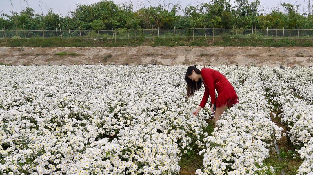 菊花水果茶