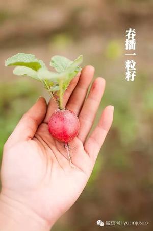 到地里拔点萝卜和生菜吧，我要做大拌菜|之尢私厨的做法 步骤1