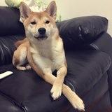 晓狐狸猫