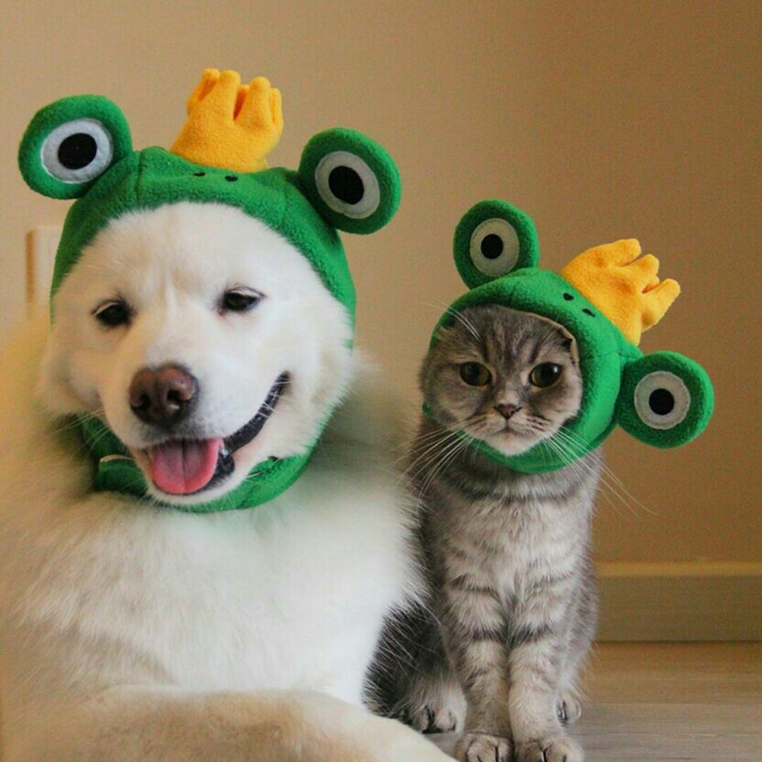 滑哥