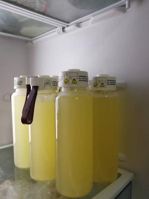 金桔柠檬膏的做法 步骤9