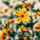 fallenschnee