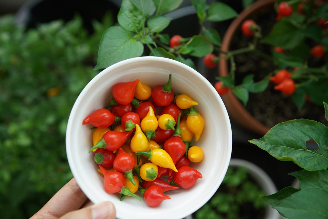GARDEN ON A PLATE