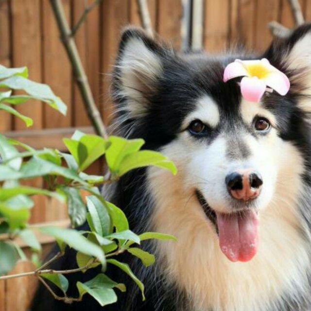 it's raining cats and dogs.