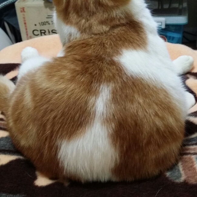 喵叔推倒萌叉叉