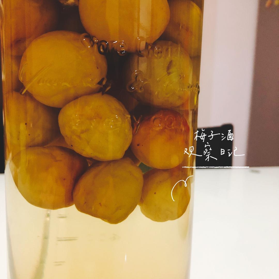 【青梅酒】梅子的沉醉时光（已填坑）