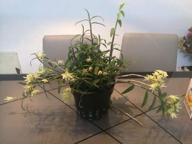 石斛花茶的做法