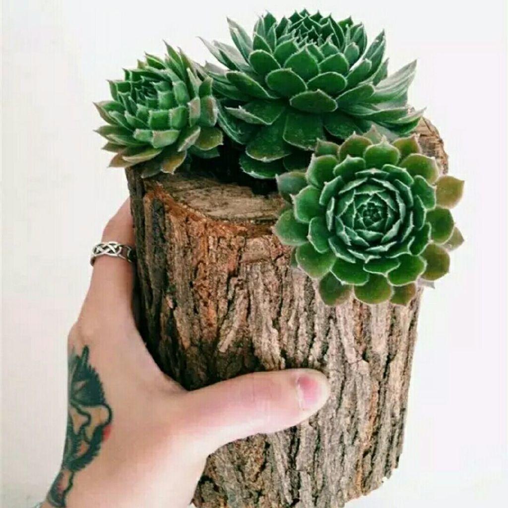 吃泡面的牛牛牛