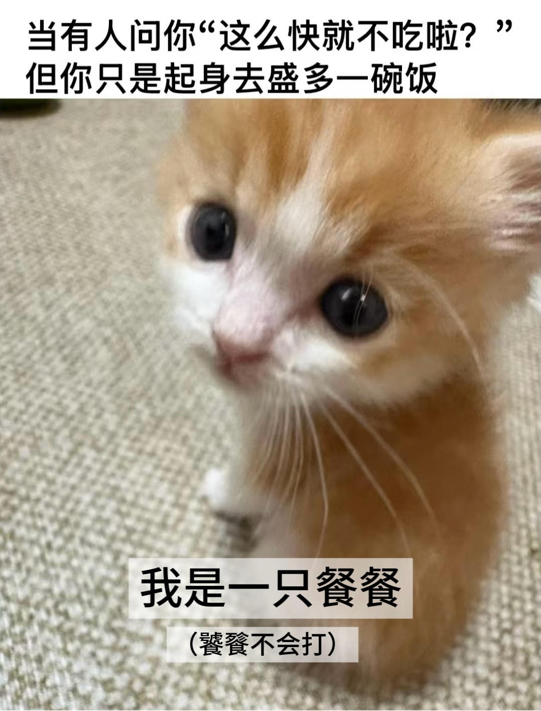 餐餐是只meme