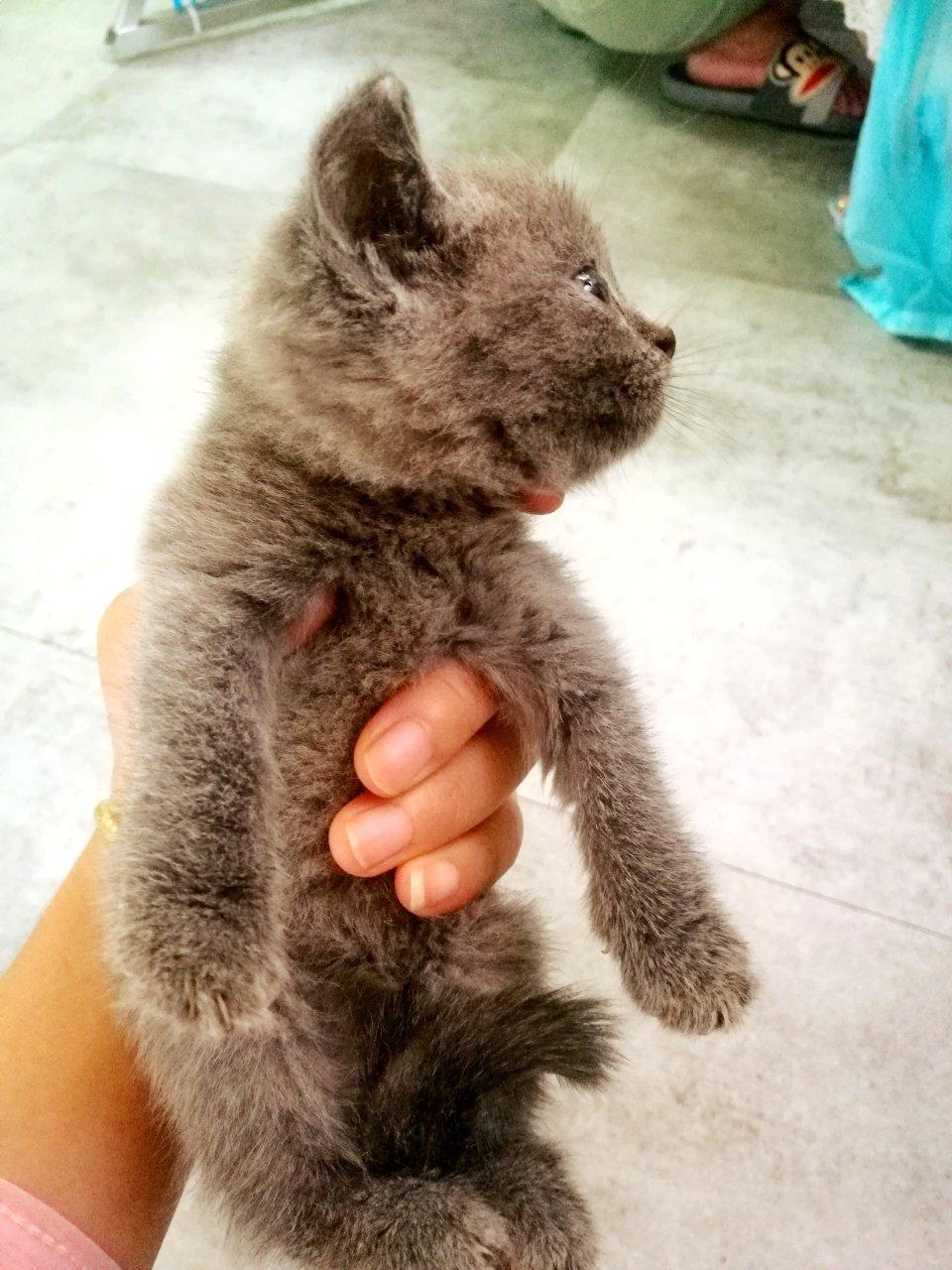 我的小宠🐶
