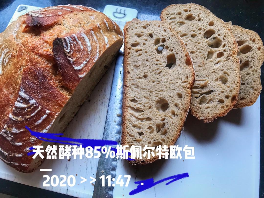 天然酵种100%spelt斯佩耳特小麦欧包