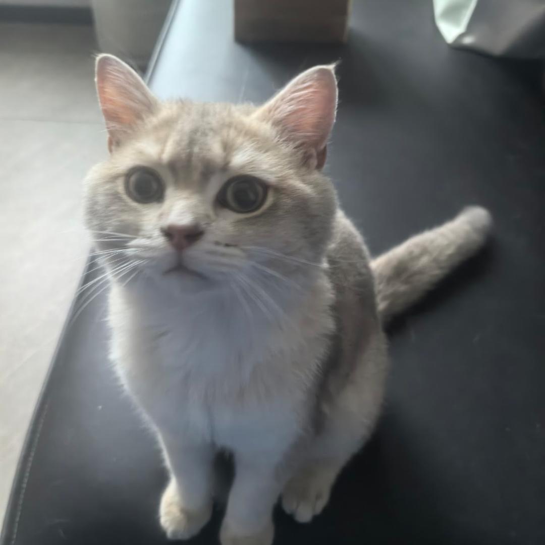 豹豹猫猫