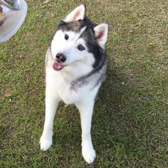 南极圈定的闹钟