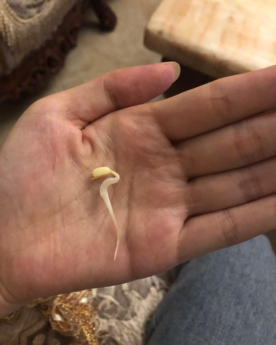 自己发豆芽【果汁盒/大牛奶盒】