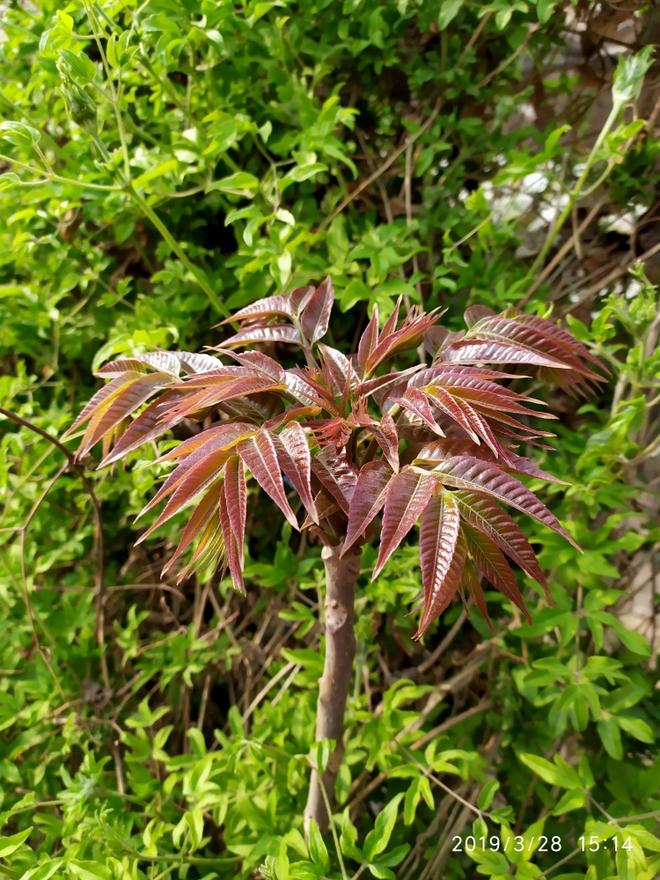 腌制香椿芽咸菜，香椿芽拌豆腐的做法