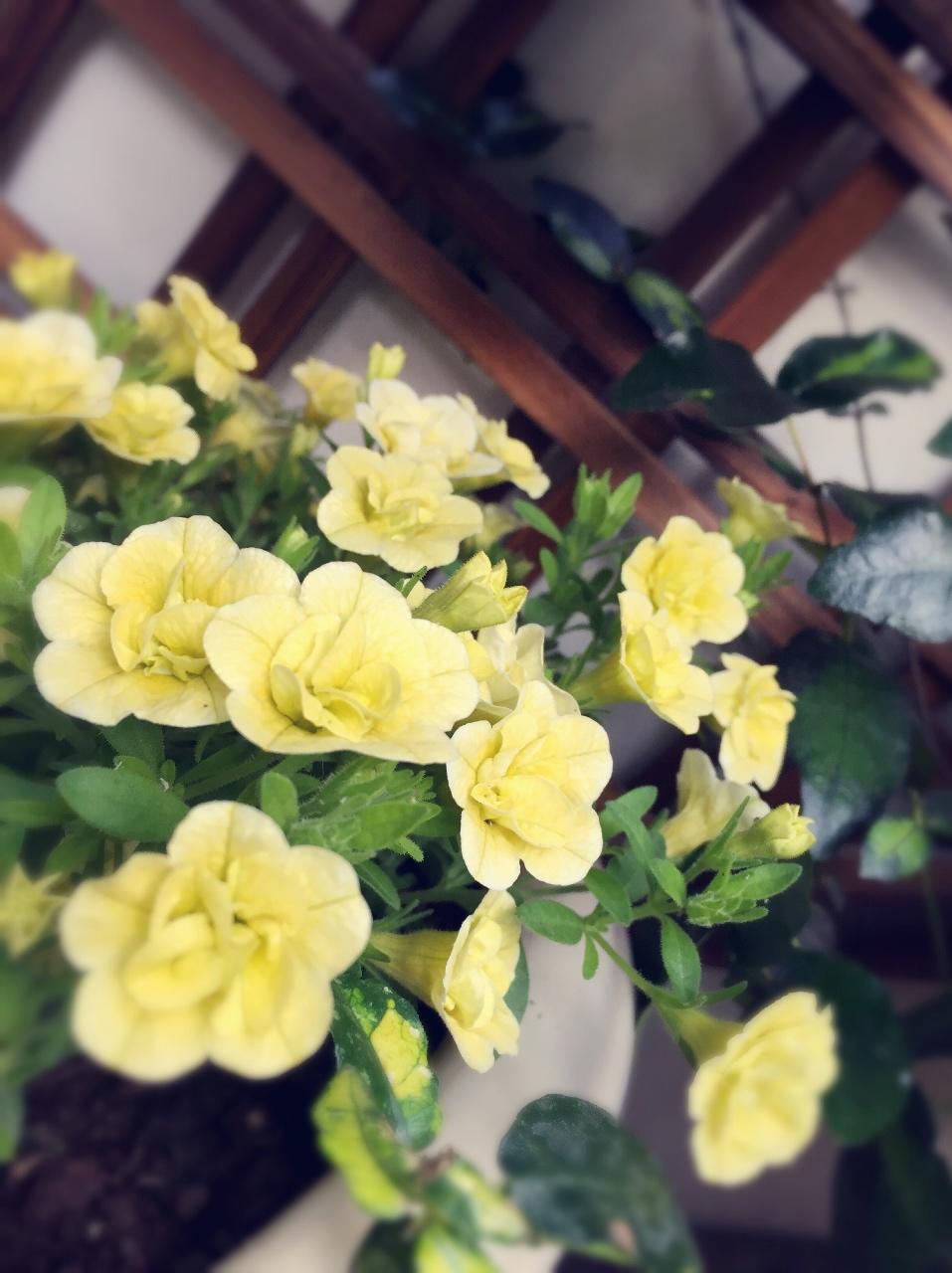 我的花草生活