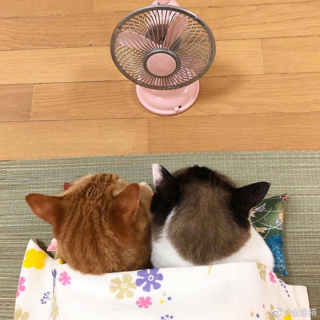 饭提提