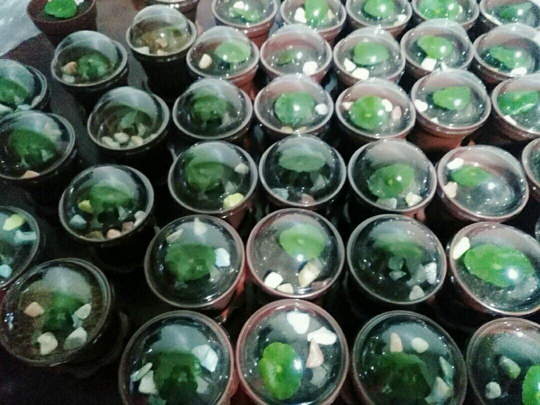 盆栽木糠杯