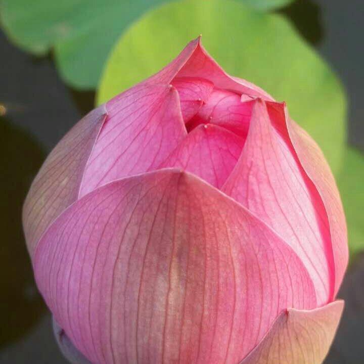 花，一辈子爱上你