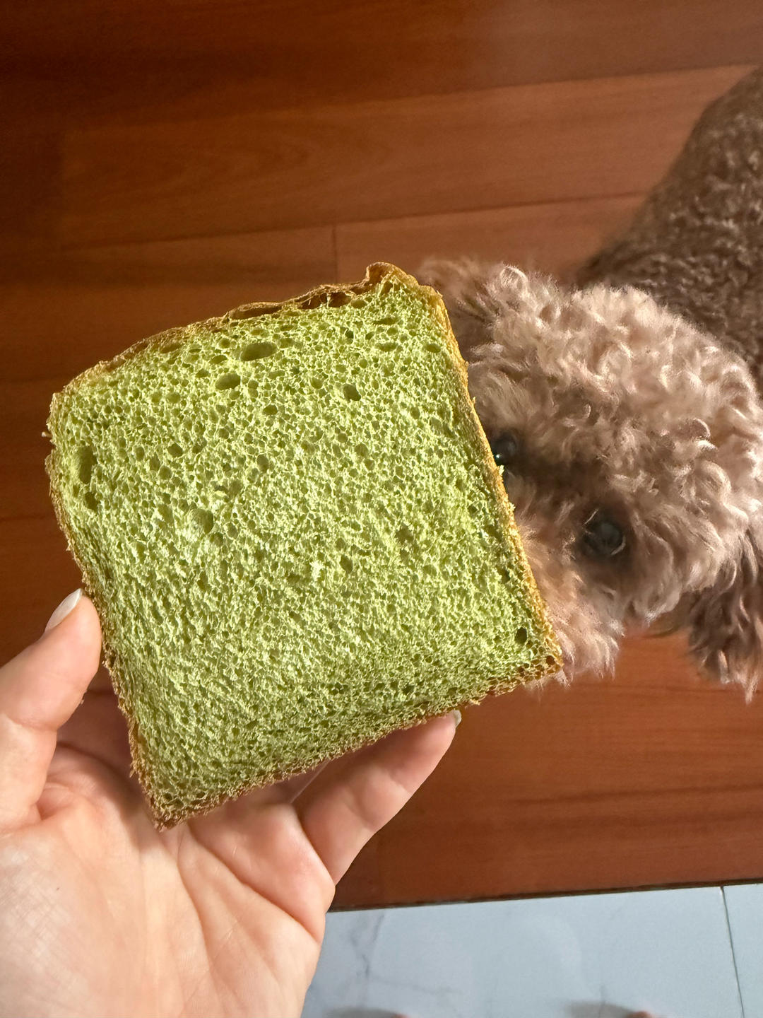 ☁️云朵般柔软🍵日式抹茶生吐司（冷藏中种）💯