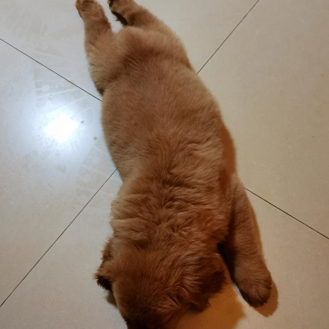 拖沓lv天王
