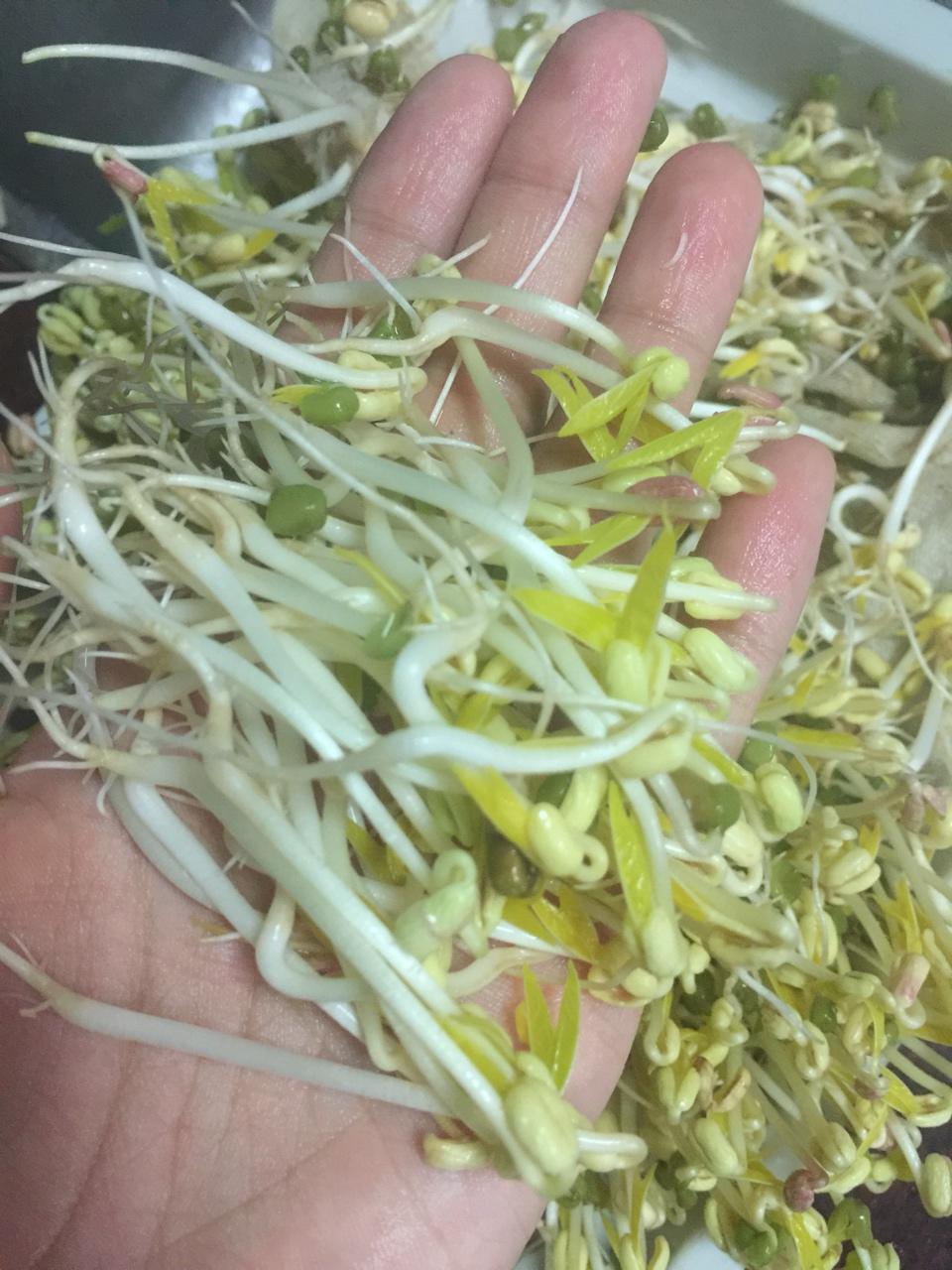 自发豆芽