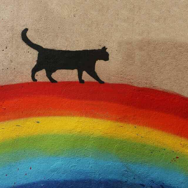 爱胡猫