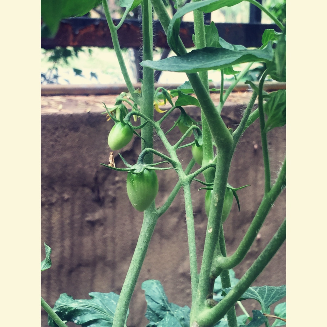 在自家院子里种菜