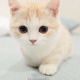 苏打星球乐百百