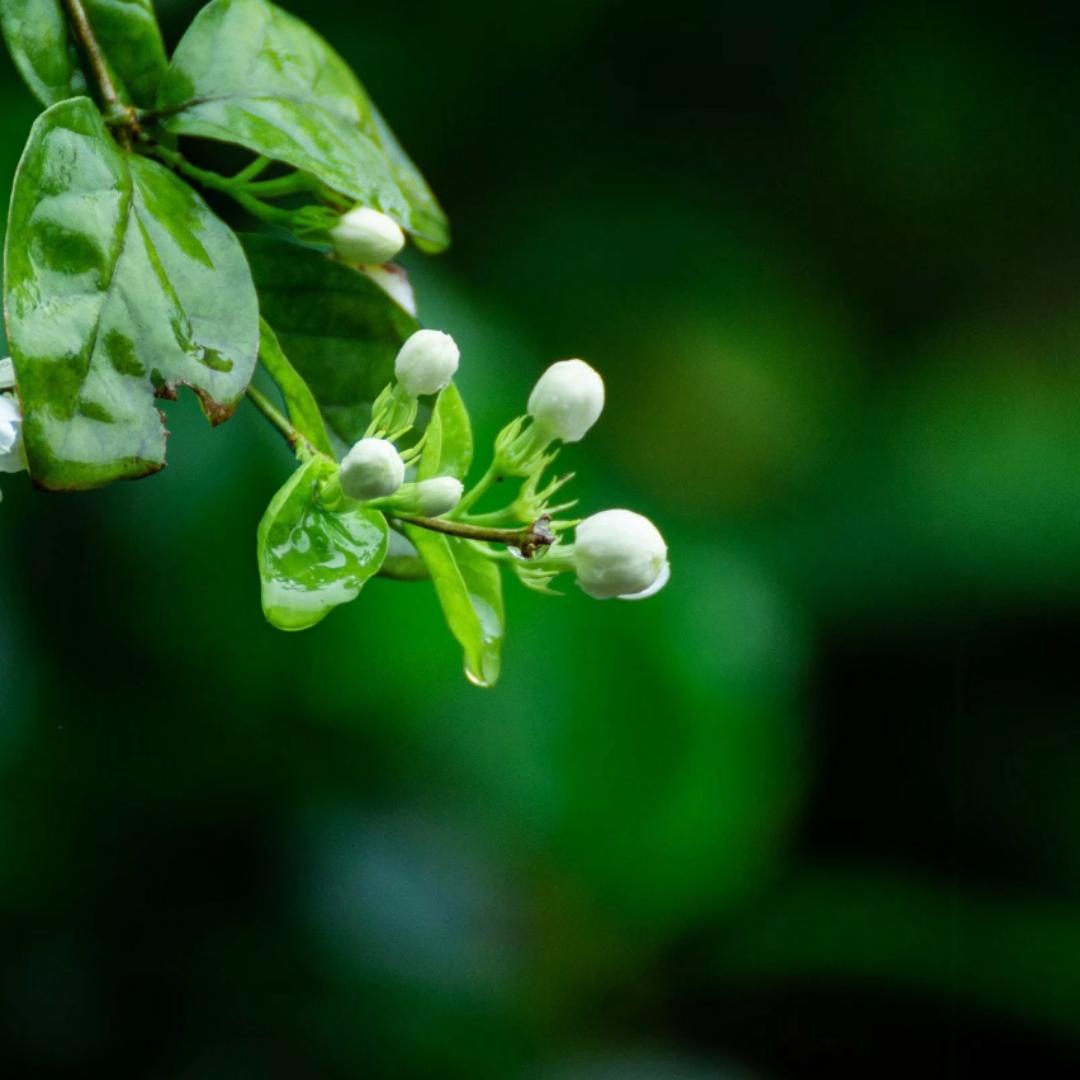 亦清芬清蕾
