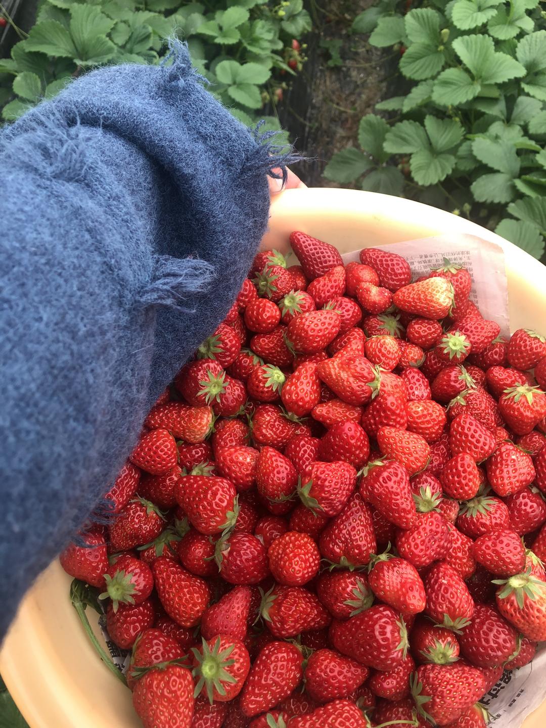 🍓草莓酱的做法